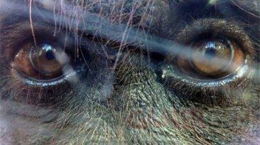 singes-gorilles-ouran-outangs-gorilla-cam-rober-mark-idée-miroir-caméra-film-reflet-images-i-phone-primates-sauvages-zoos-palmyre-animal-animaux-compagnie-animogen-1